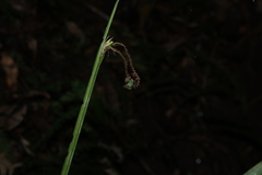 Gymnostachys anceps, photograph (c) Greg Tasney, some rights reserved (CC BY-SA)