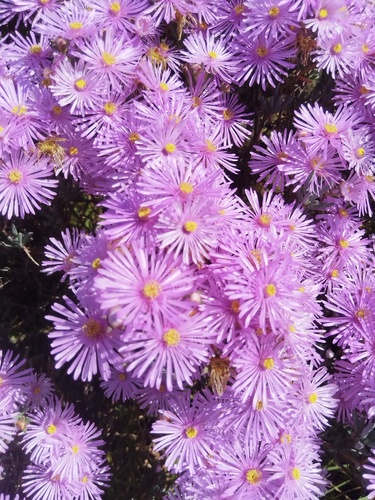 Lampranthus stipulaceus