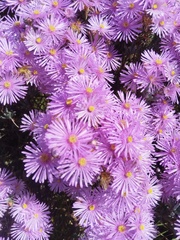 Lampranthus stipulaceus, photograph (c) Jared Zachary Herman, some rights reserved (CC BY)