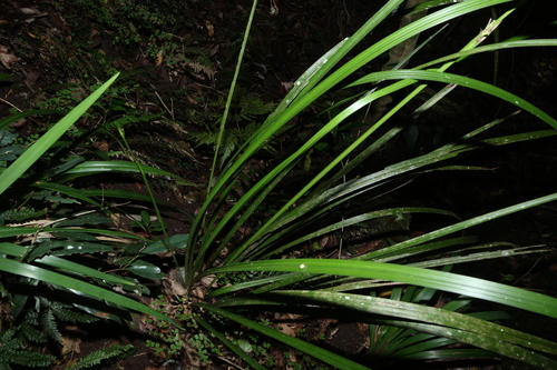 Gymnostachys anceps, photograph 3