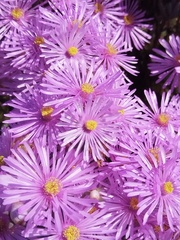 Lampranthus stipulaceus, photograph (c) Jared Zachary Herman, some rights reserved (CC BY)