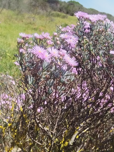 Lampranthus stipulaceus, photograph 2