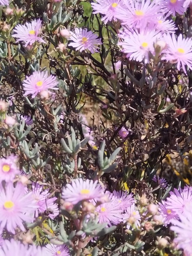 Lampranthus stipulaceus, photograph 3