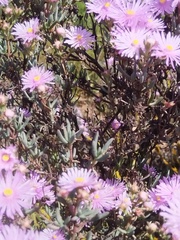 Lampranthus stipulaceus, photograph (c) Jared Zachary Herman, some rights reserved (CC BY)