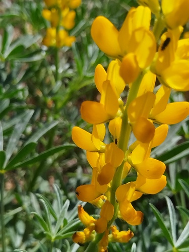 Lupinus luteus, photograph 1