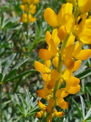 Lupinus luteus, photograph (c) Jared Zachary Herman, some rights reserved (CC BY)