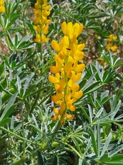 Lupinus luteus, photograph (c) Jared Zachary Herman, some rights reserved (CC BY)