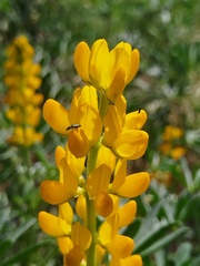 Lupinus luteus, photograph (c) Jared Zachary Herman, some rights reserved (CC BY)