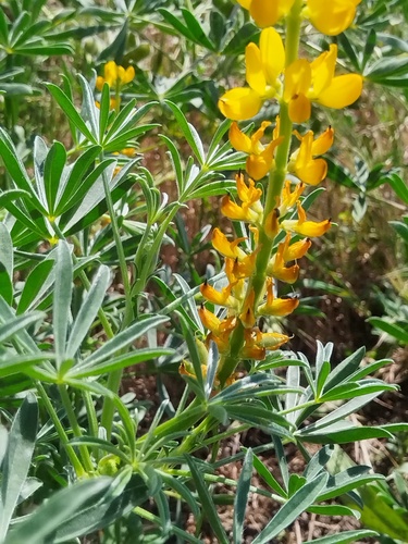 Lupinus luteus, photograph 4