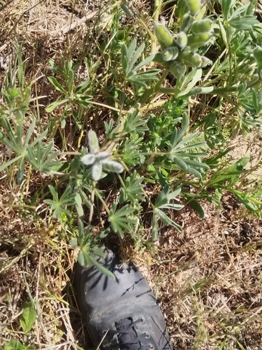 Lupinus cosentinii, photograph 3