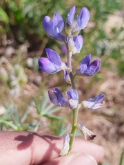 Lupinus cosentinii, photograph (c) Jared Zachary Herman, some rights reserved (CC BY)