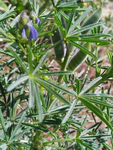 Lupinus cosentinii, photograph 5