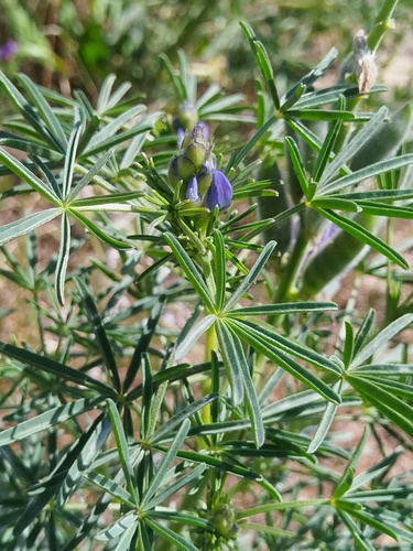 Lupinus cosentinii, photograph 4