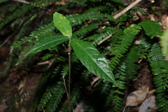 Ficus fraseri