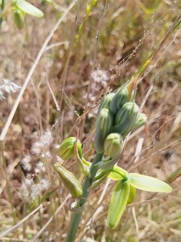 Albuca flaccida