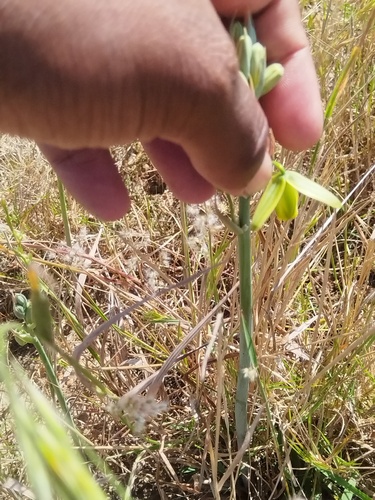 Albuca flaccida