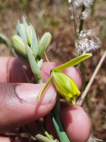 Albuca flaccida