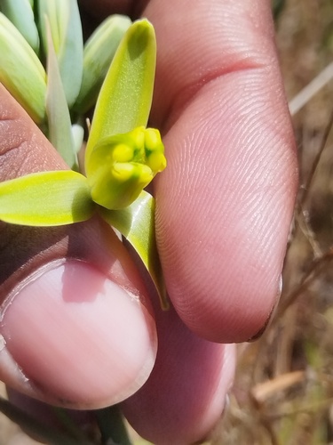 Albuca flaccida