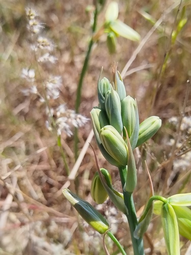 Albuca flaccida