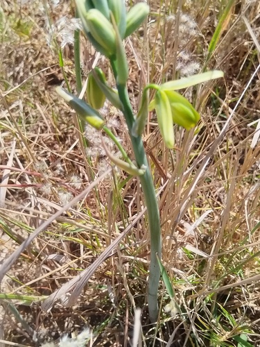 Albuca flaccida