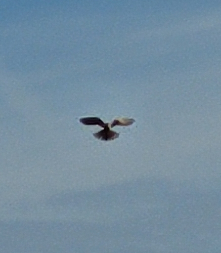 Eurasian Kestrel