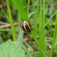 Desmogramma conjuncta