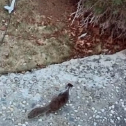 California Ground Squirrel