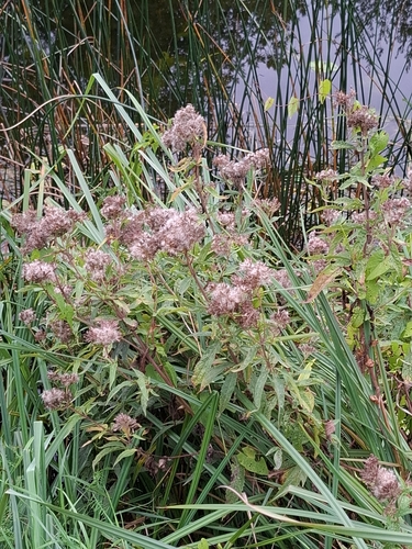 hemp agrimony