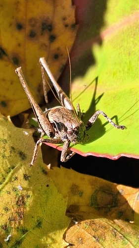 Dark Bush-cricket