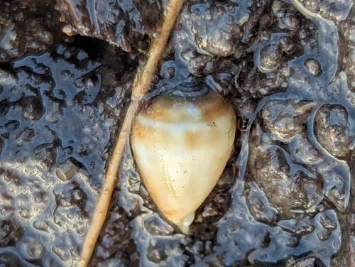 Melampus olivaceus, 2026-09-13