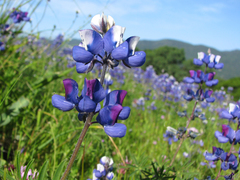 Lupinus nanus