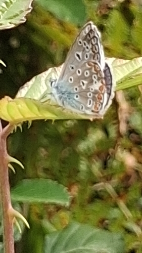 Common Blue