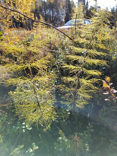 wood horsetail