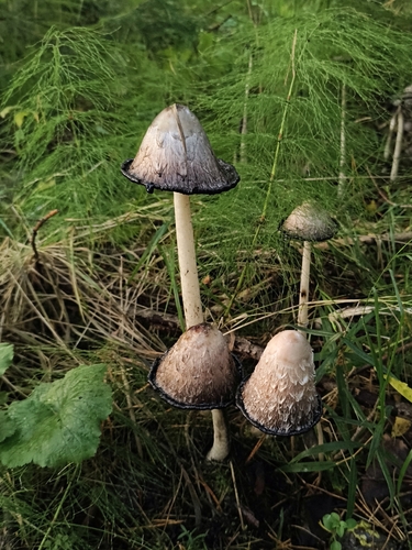 Shaggy Mane