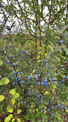 Blackthorn