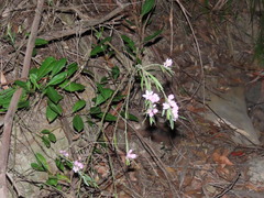 Eriostemon australasius, photograph (c) ian_mcallan, some rights reserved (CC BY)