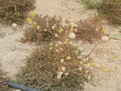 Senecio glaucus