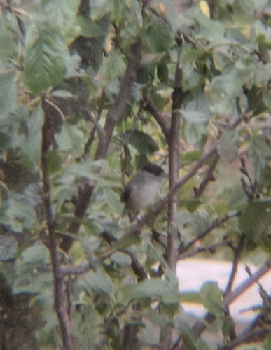 Eurasian Blackcap