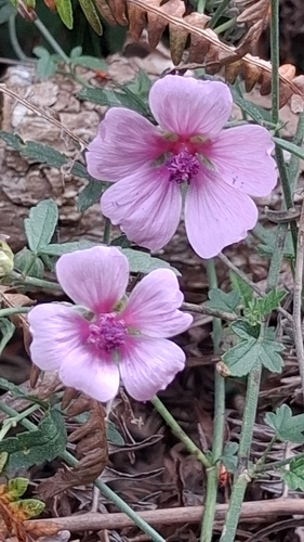 Hemp-leaved Mallow