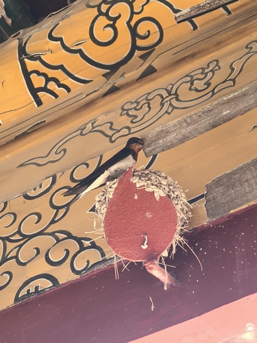 Barn Swallow