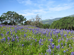 Lupinus nanus