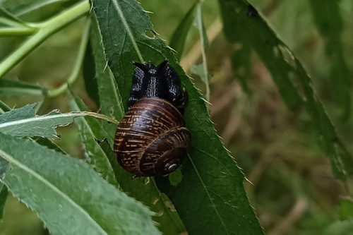 Copse Snail