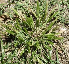 Hordeum pusillum
