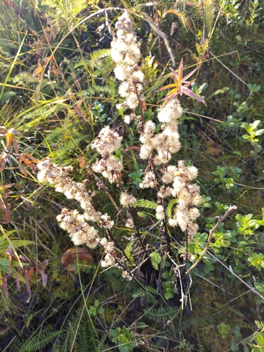 European goldenrod