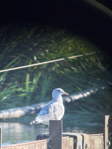 Iceland Gull