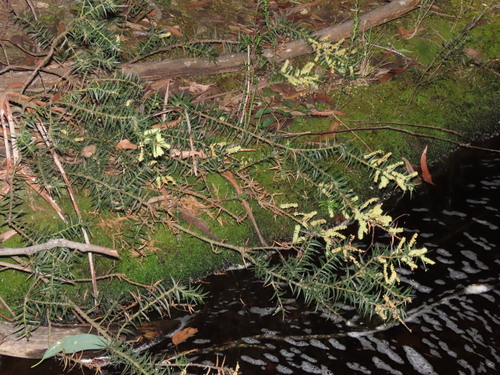 Acacia oxycedrus, photograph 1