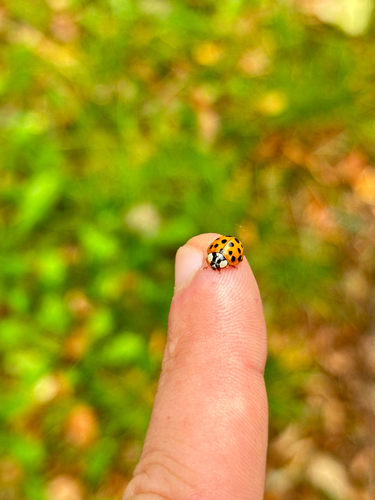 Asian Lady Beetle
