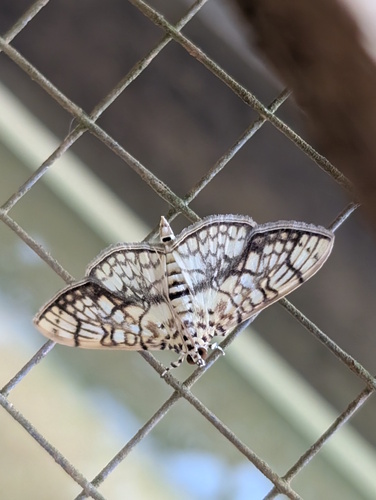 Haritalodes obliqualis