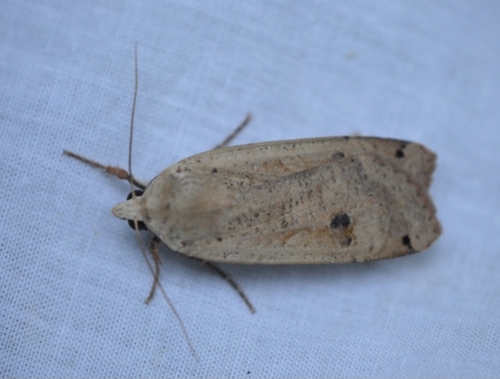 Large Yellow Underwing