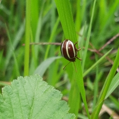 Desmogramma conjuncta